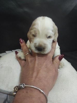 CHIOT
